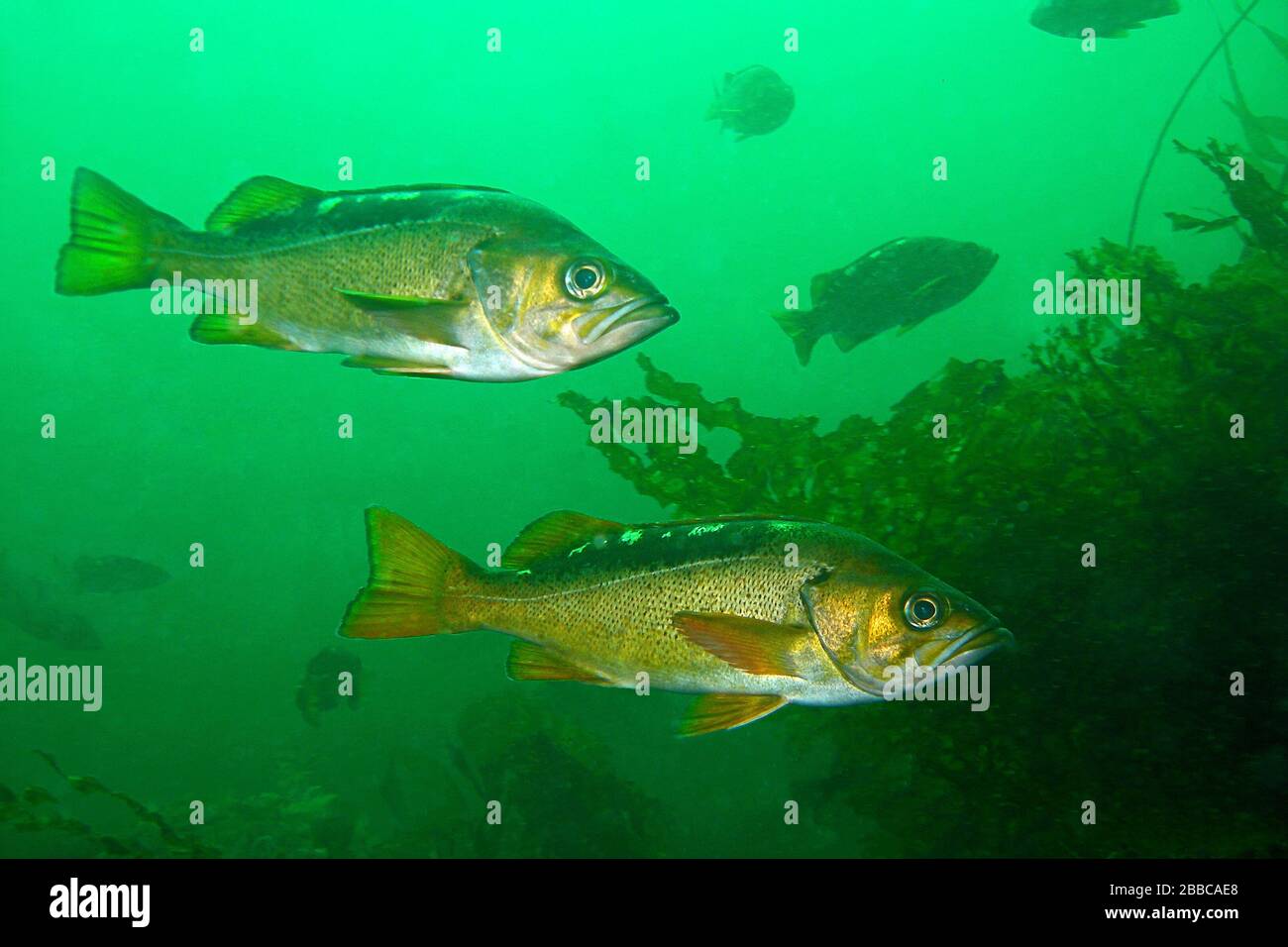 Yellowtail rockfish sebastes flavidus hires stock photography and