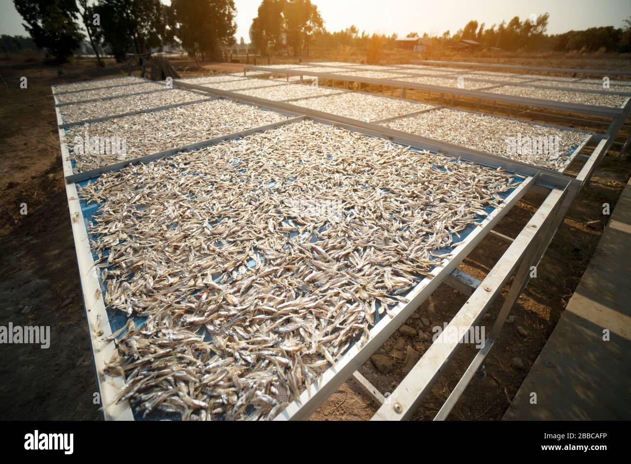 Sun dry of fish hi-res stock photography and images - Alamy