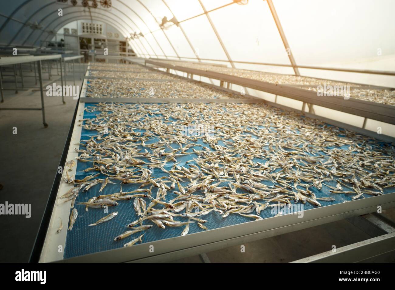 close up sun dry small fish background Stock Photo - Alamy