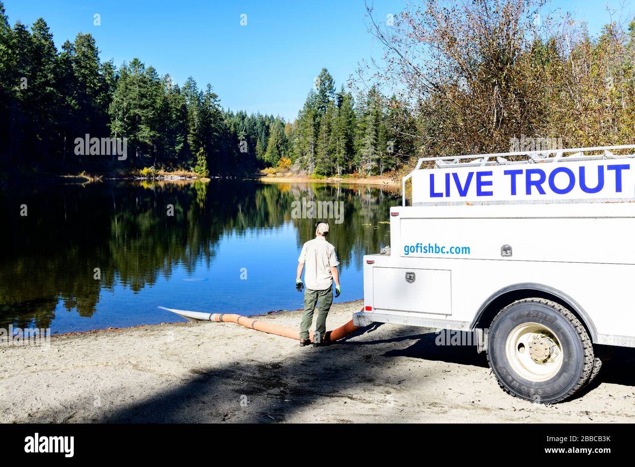 A fisheries man releases live trout into Spectacle Lake on the Malahat near Victoria, British Columbia. Stock Photo