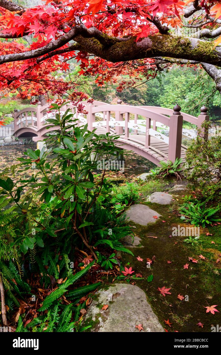 A Japanese Maple tree and bridge at the Japanese Garden at Royal Roads University in Victoria, British Columbia. Stock Photo