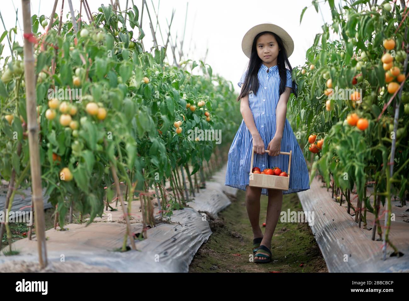 farmer girl harvesting red tomato in organic farm Stock Photo - Alamy