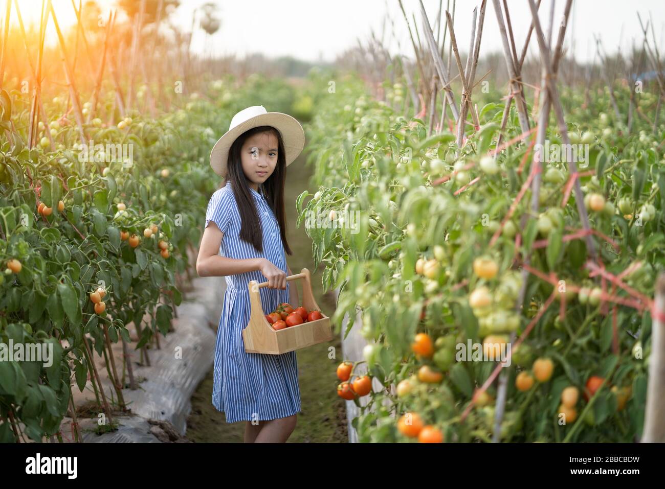 farmer girl harvesting red tomato in organic farm farmer girl ...