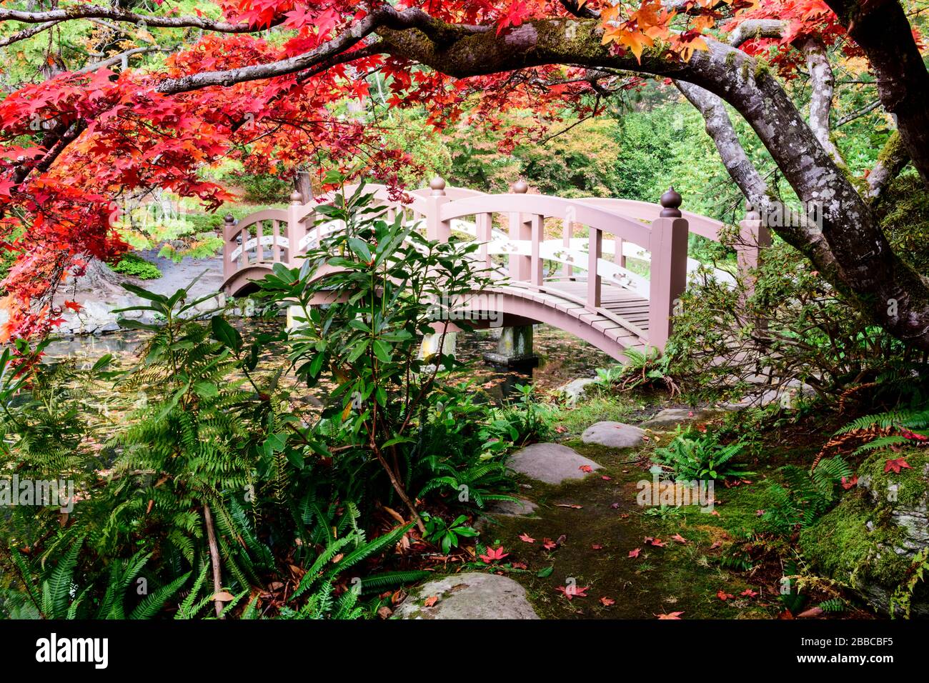 A Japanese Maple tree and bridge at the Japanese Garden at Royal Roads University in Victoria, British Columbia, Canada Stock Photo