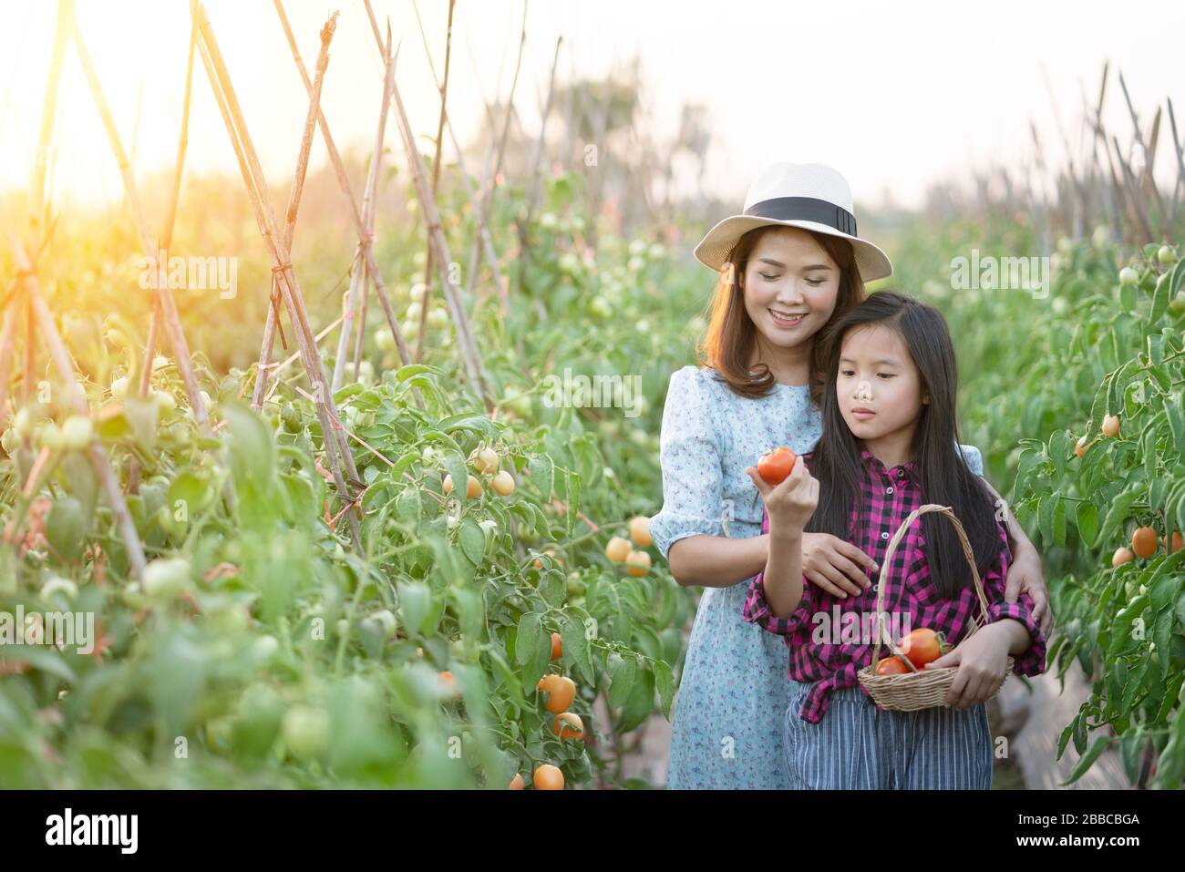 mother and daughter harvesting red tomato in organic farm Stock Photo ...