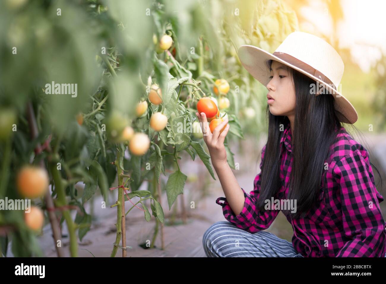farmer girl harvesting red tomato in organic farm Stock Photo - Alamy