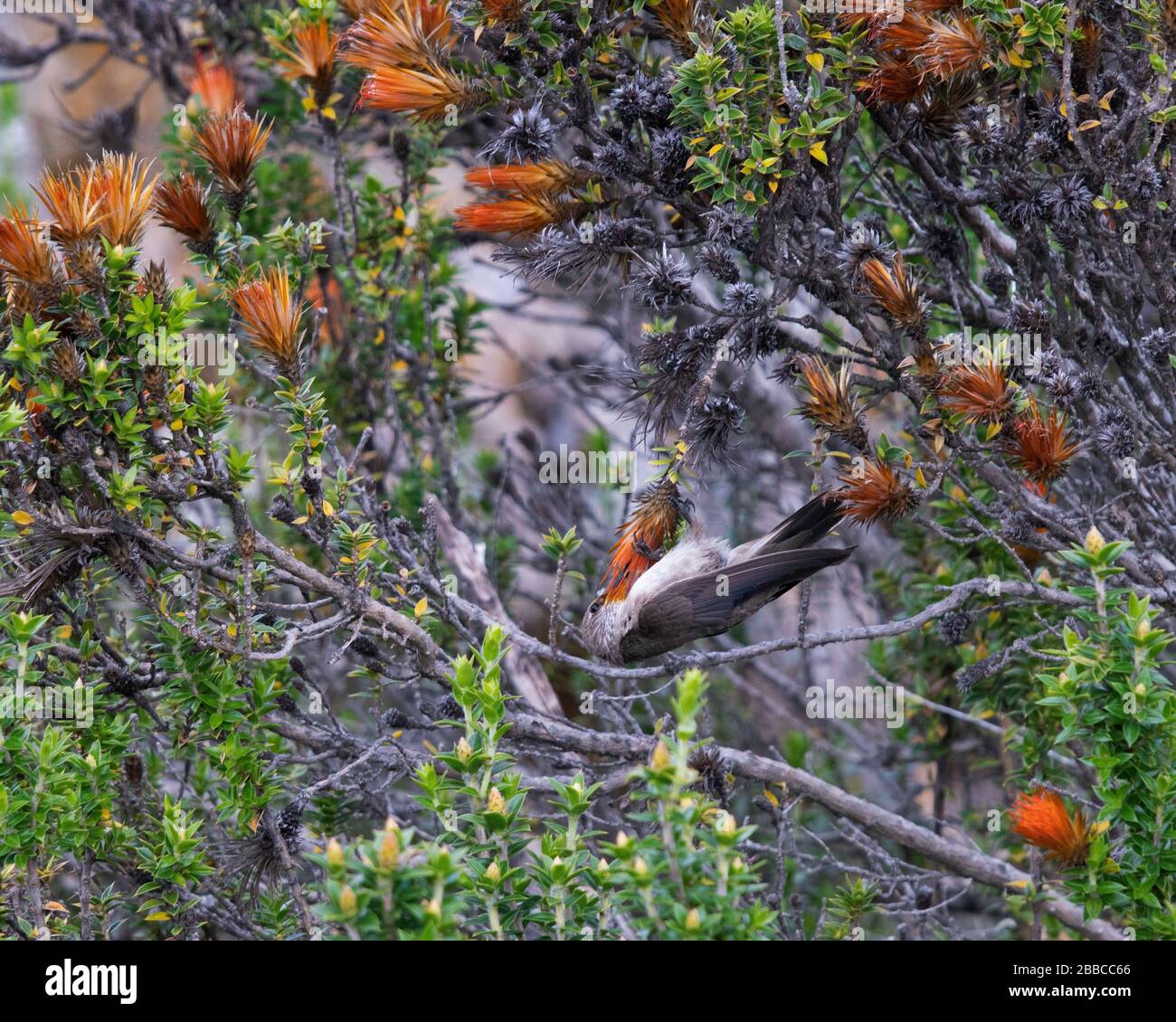 andean plateau wildlife Stock Photo