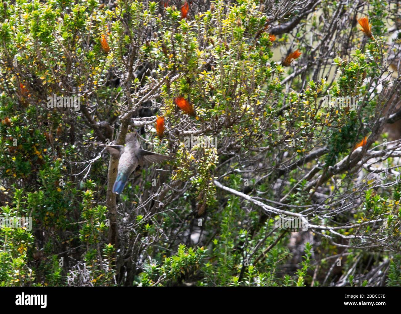 andean plateau wildlife Stock Photo