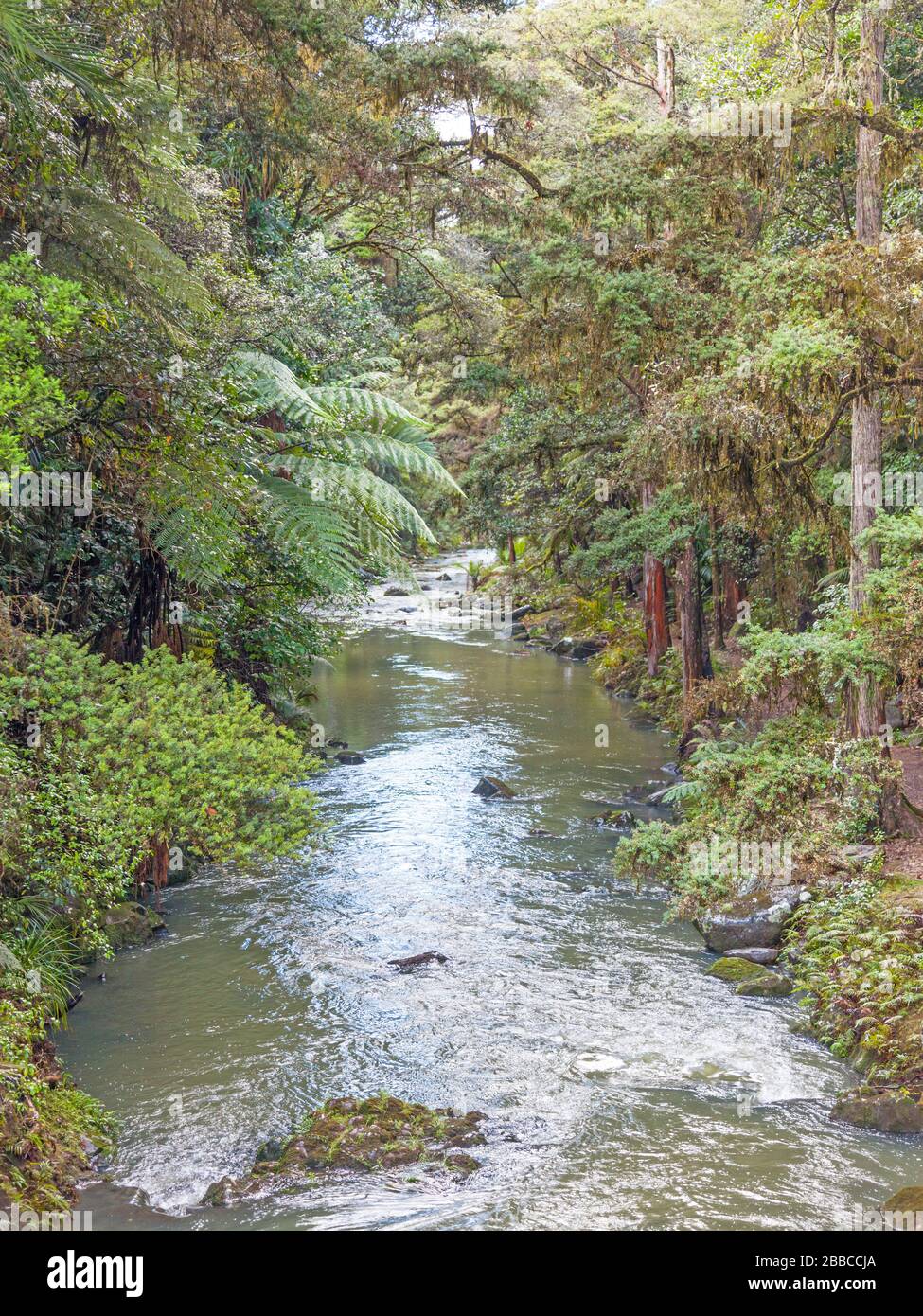The Hatea River flowing below Whangarei Falls in Whangarei Scenic Reserve in North Island, New Zealand. Stock Photo