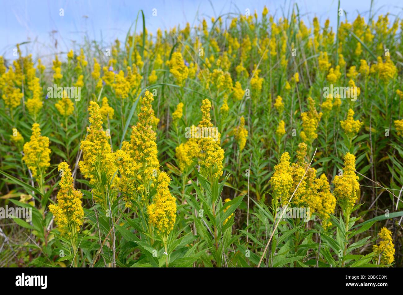 Solidago, commonly called goldenrod, Haida Gwaii, Formerly known as Queen Charlotte Islands, British Columbia, Canada Stock Photo
