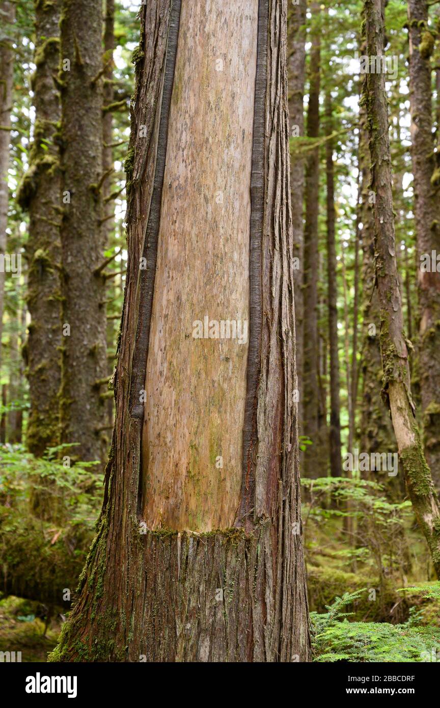 Culturally Modified Tree, CMT,  Golden Spruce Trail, Haida Gwaii, Formerly known as Queen Charlotte Islands, British Columbia, Canada Stock Photo