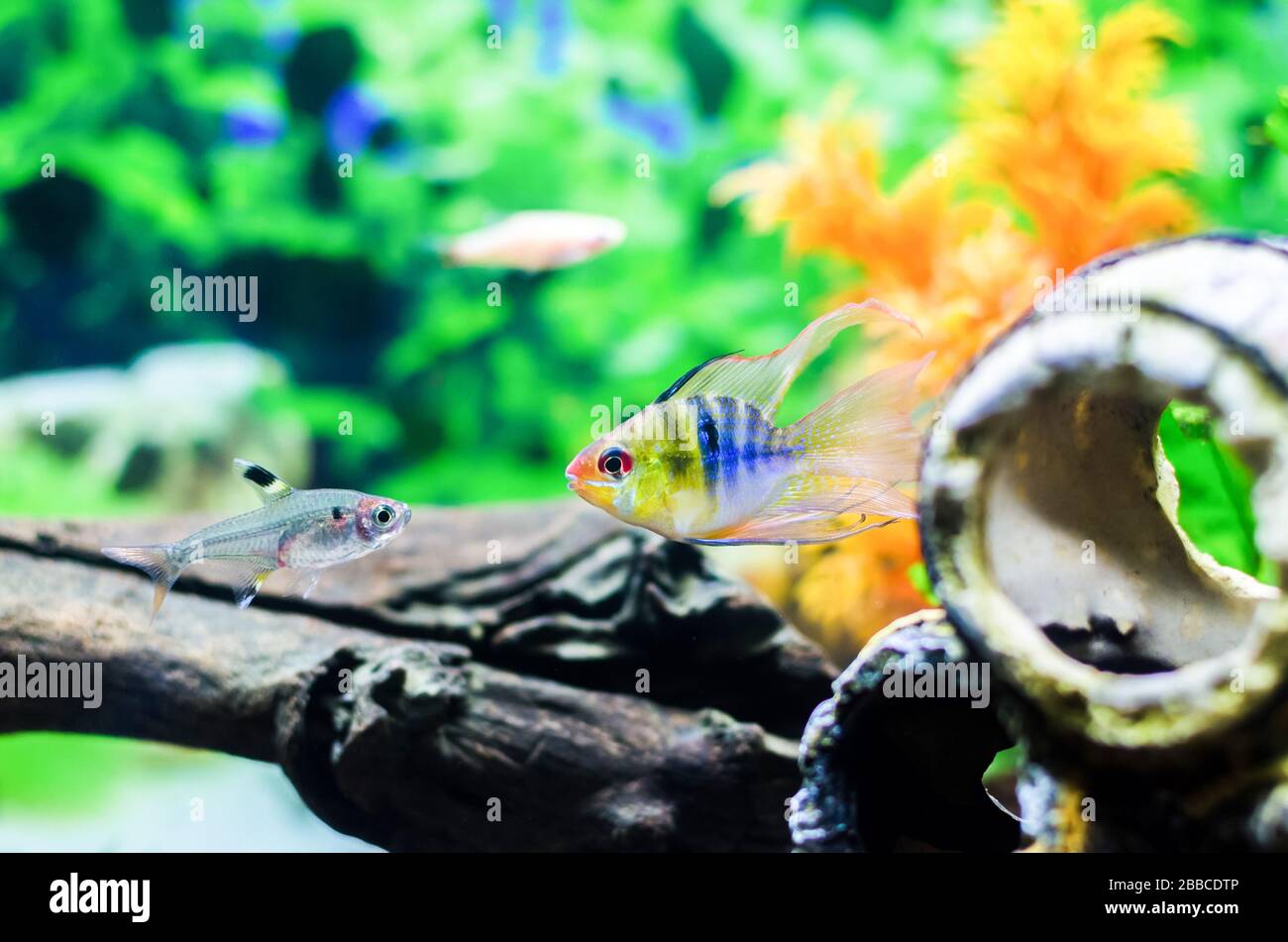 Blue Ballon Ram fish (Microgeophagus Ramirezi) and other fishes swimming in the aquarium Stock Photo
