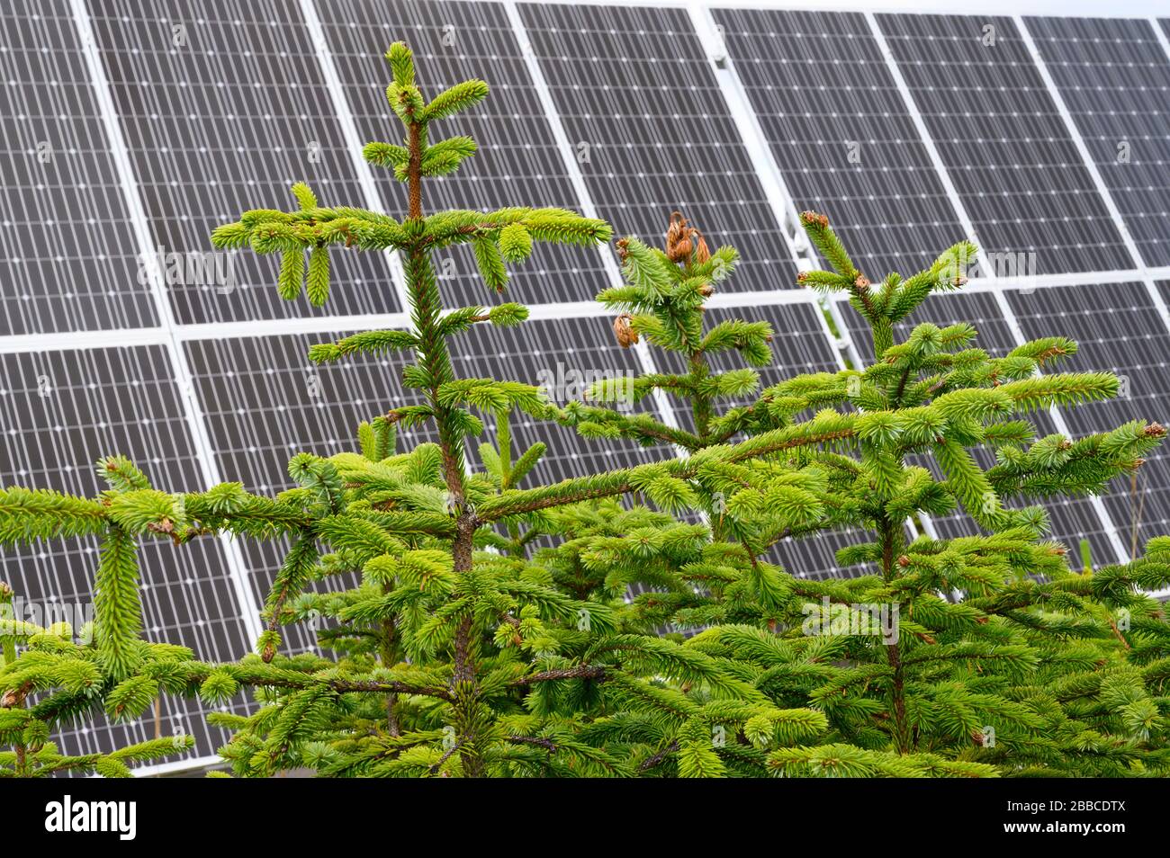 Solar Panels for off grid home, North Beach, Haida Gwaii, Formerly known as Queen Charlotte Islands, British Columbia, Canada Stock Photo