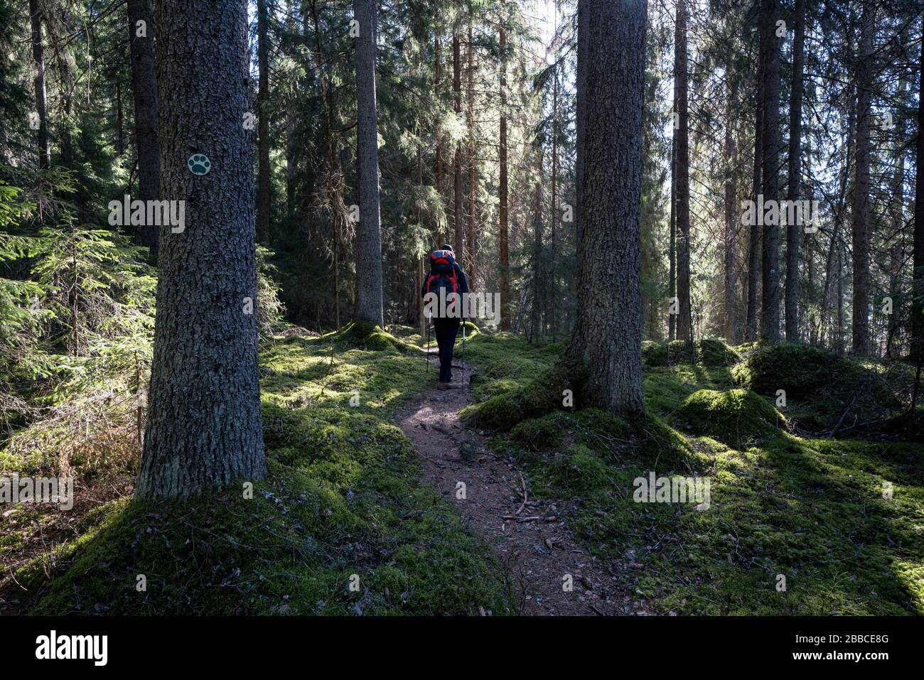Hiking at Evo hiking area near Hämeenlinna, Finland Stock Photo
