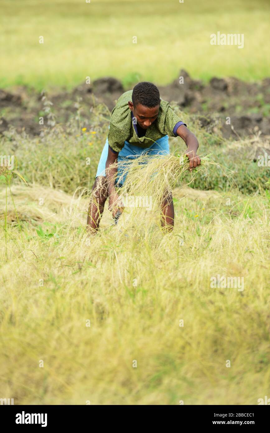 Teff harvest in Ethiopia. Stock Photo
