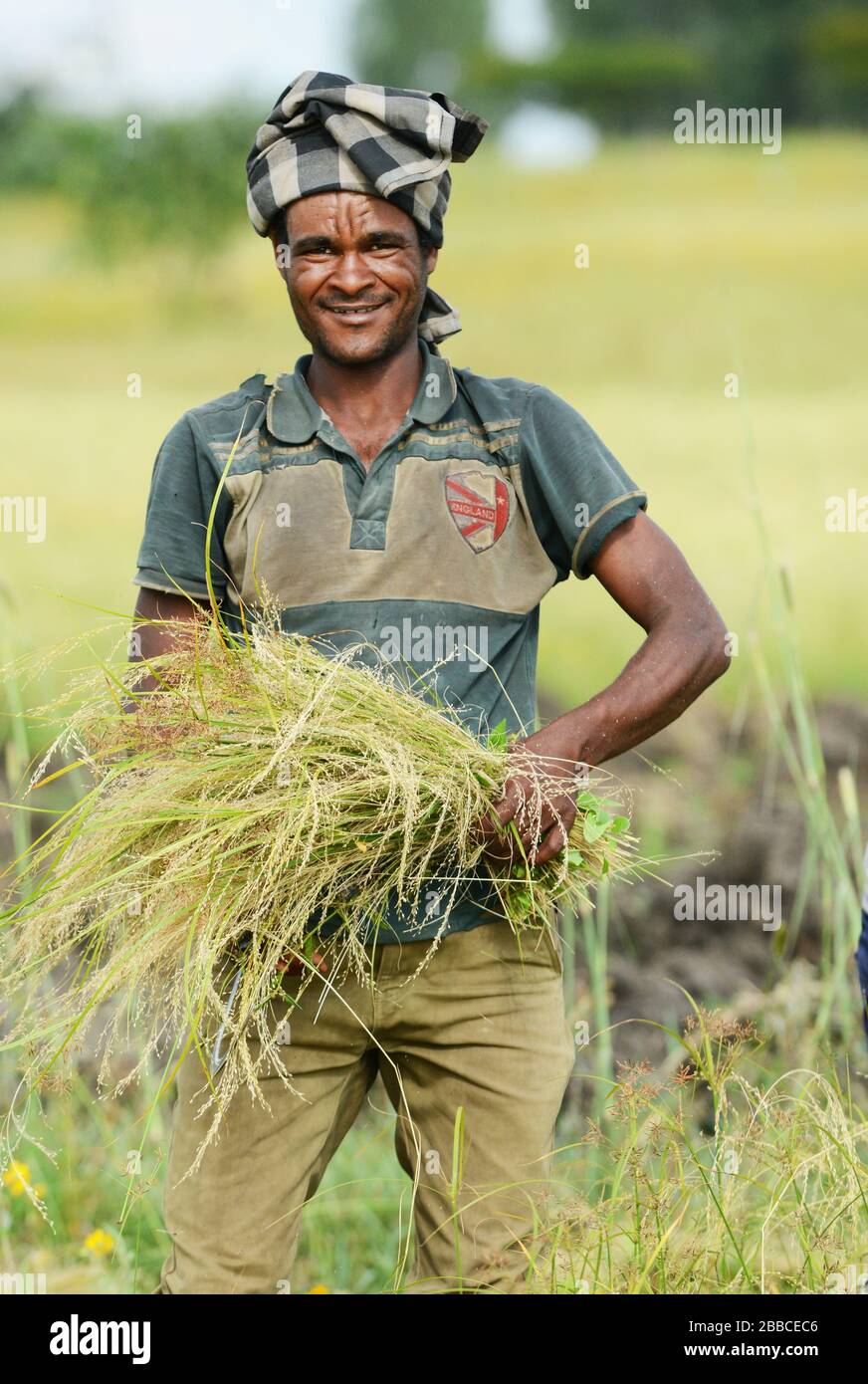 Teff harvest in Ethiopia. Stock Photo