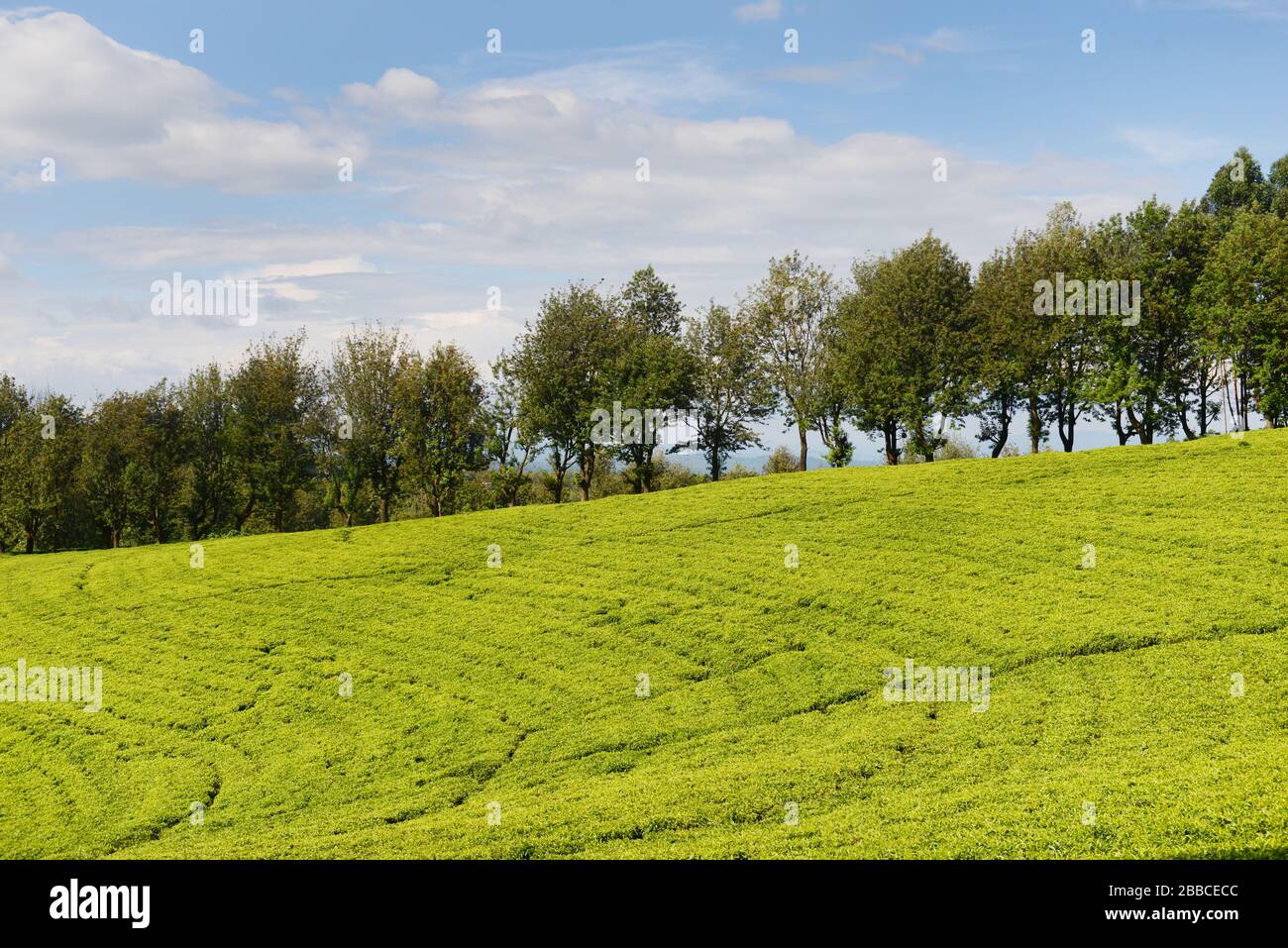 Tea plantaions in Wushwush, Ethiopia. Stock Photo