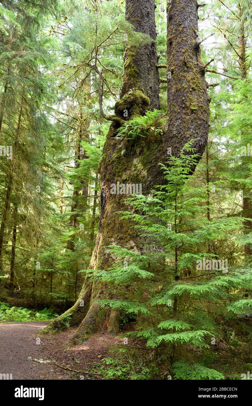 Golden Spruce Trail, Haida Gwaii, Formerly known as Queen Charlotte Islands, British Columbia, Canada Stock Photo