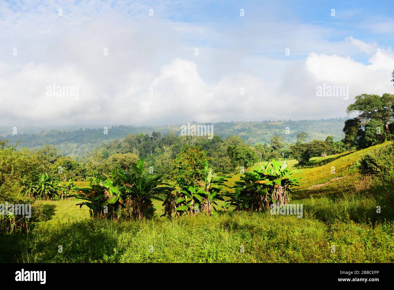 Agruculture landscapes in Ethiopia's Southwest. Stock Photo