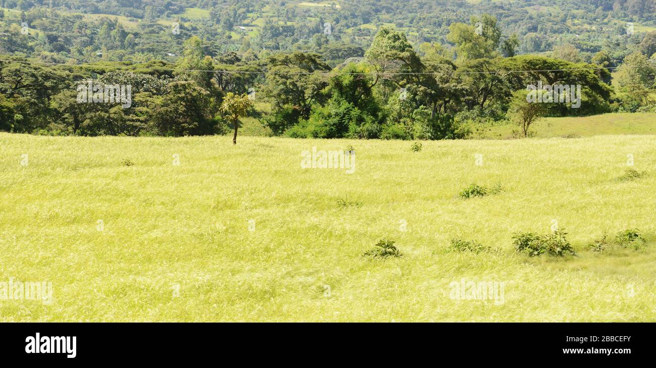 Teff fields in Oromia, Ethiopia. Stock Photo