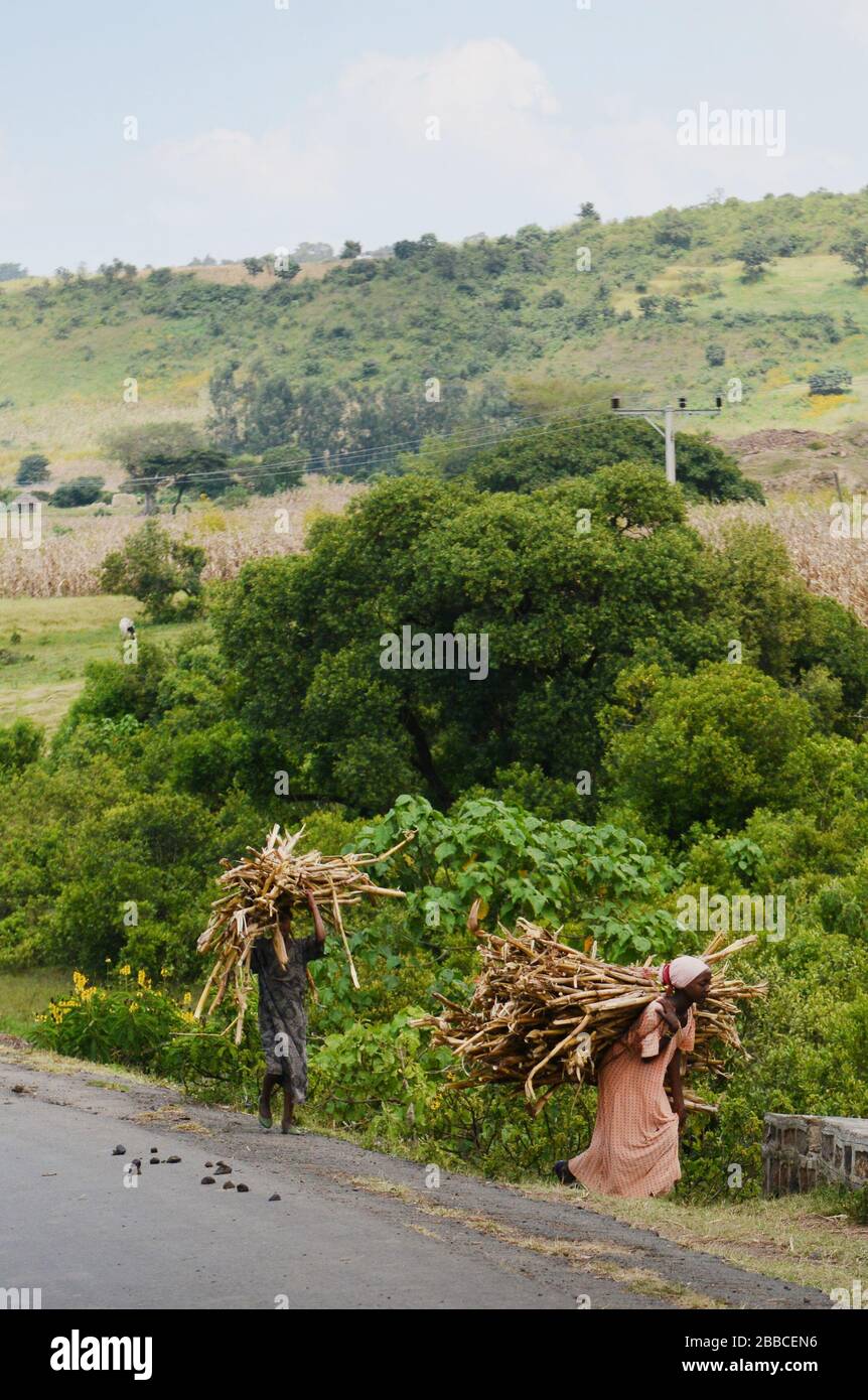 Farmers carrying wood on their backs in rural Ethiopia. Stock Photo