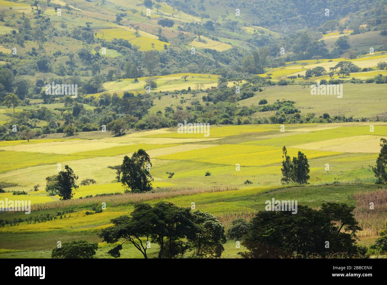 Agruculture landscapes in Ethiopia's Southwest. Stock Photo