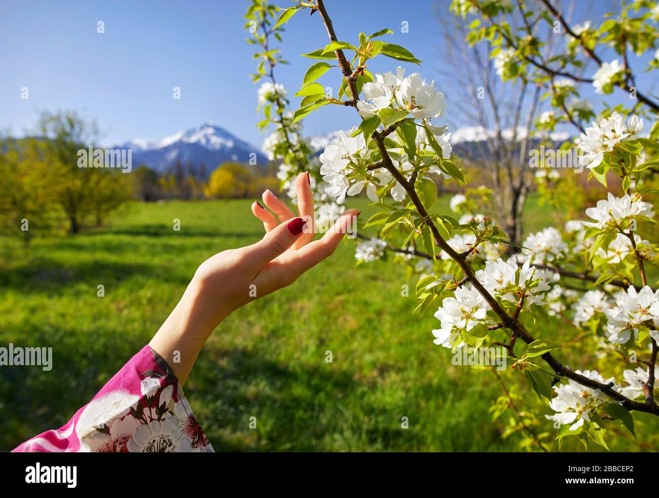 Woman in pink kimono touching flowers of blossom cherry by her hand. Spring season concept. Stock Photo