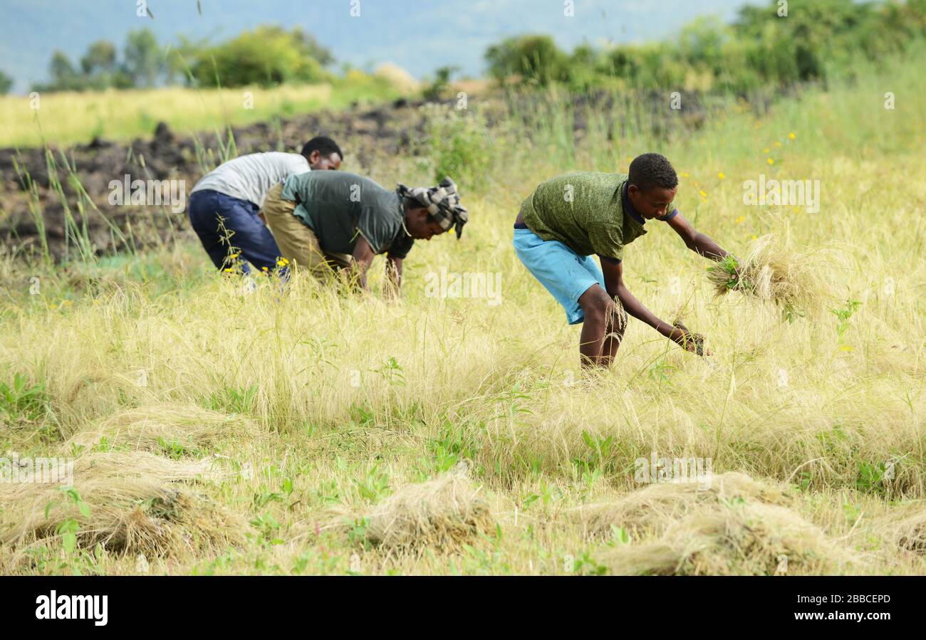 Teff harvest in Ethiopia Stock Photo - Alamy