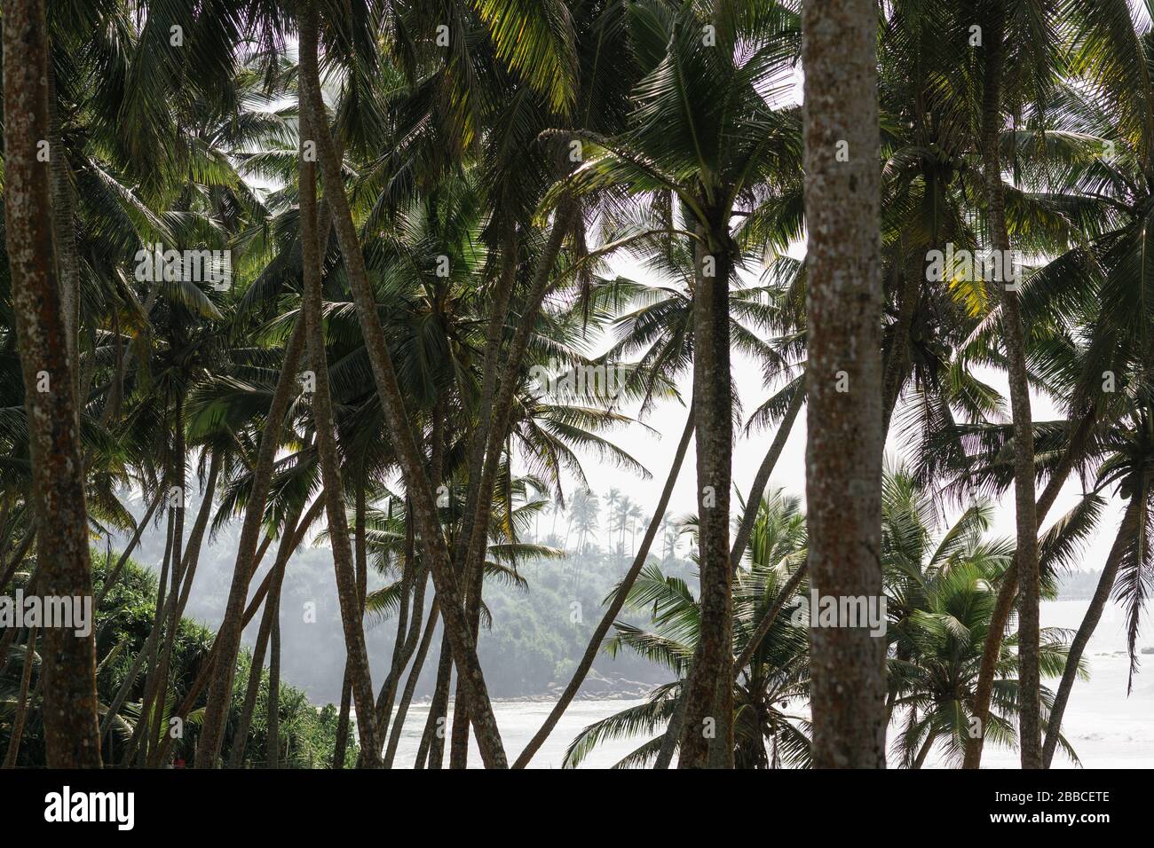 Palm trees, sea side, Sri Lanka Stock Photo