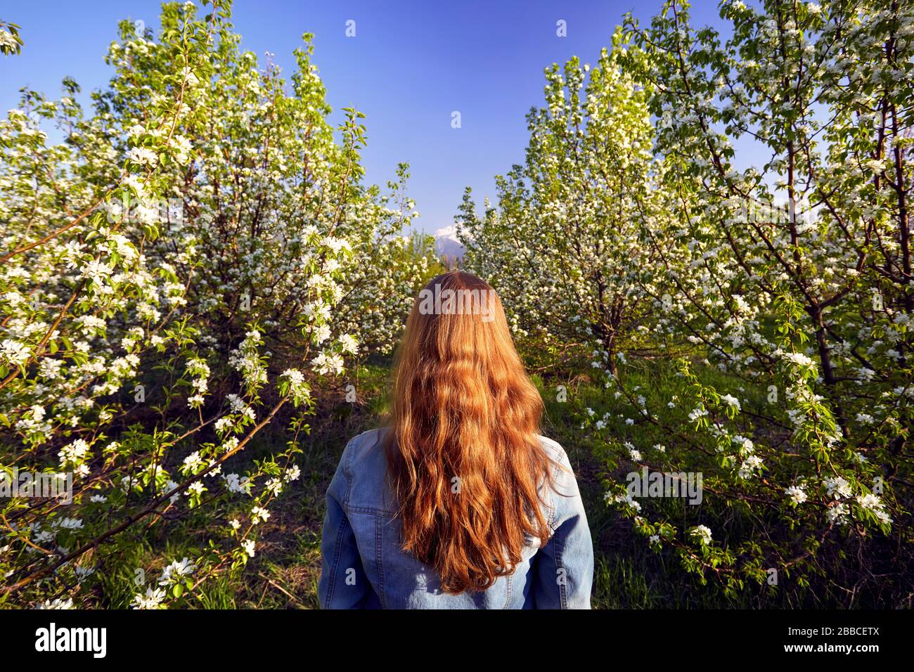Woman in with red hair in the garden with cherry blossom trees at sunset Stock Photo