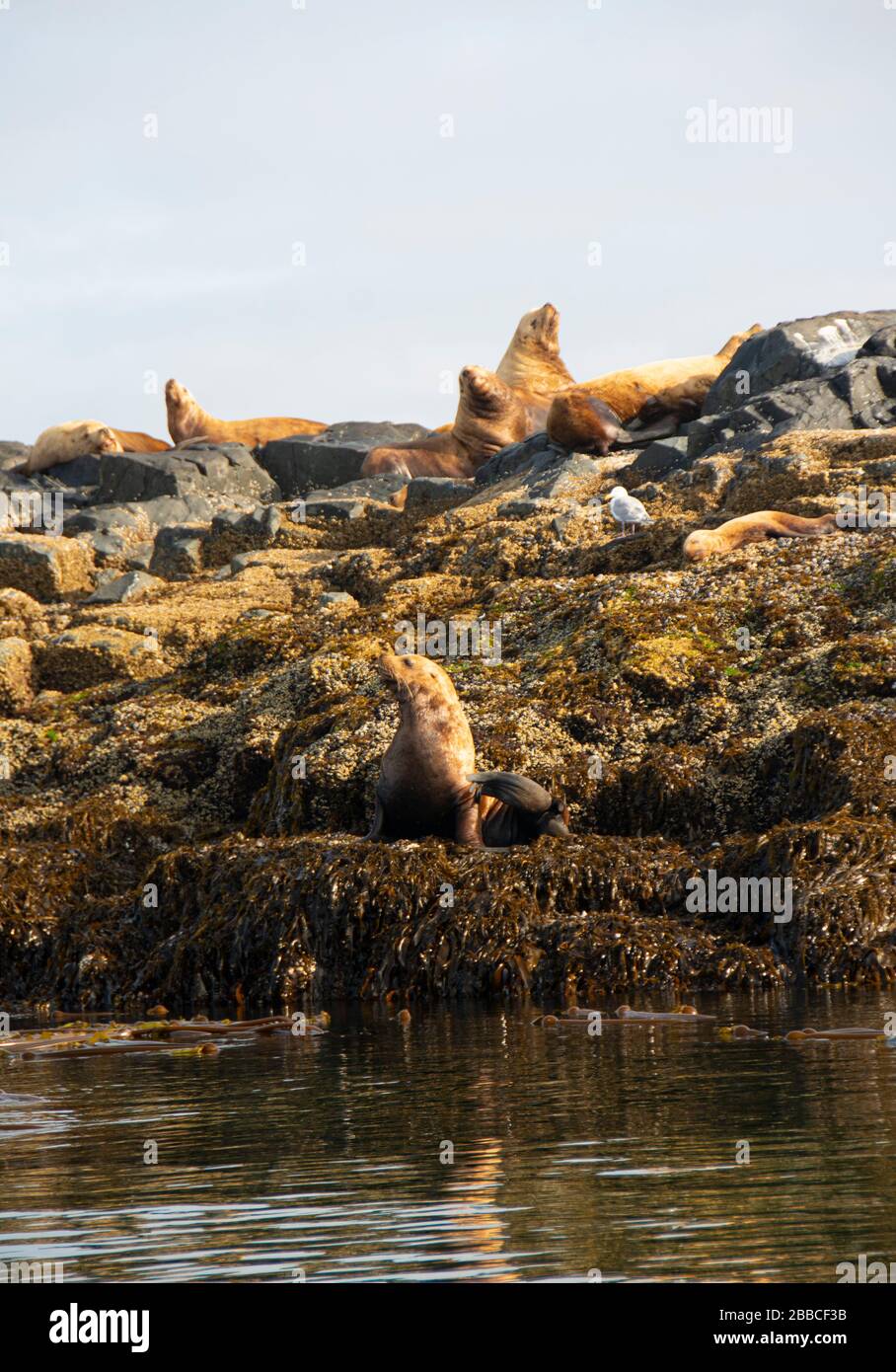Stellar Sea Lions, Eumetopias jubatus, South Morseby Island, Haida Gwaii, Formerly known as Queen Charlotte Islands, British Columbia, Canada Stock Photo