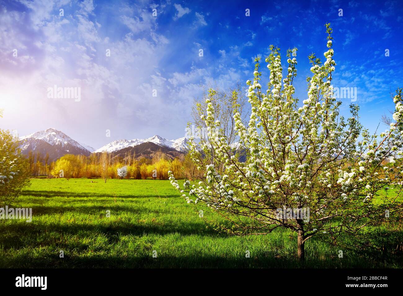 Cherry blossom spring landscape hi-res stock photography and images - Alamy