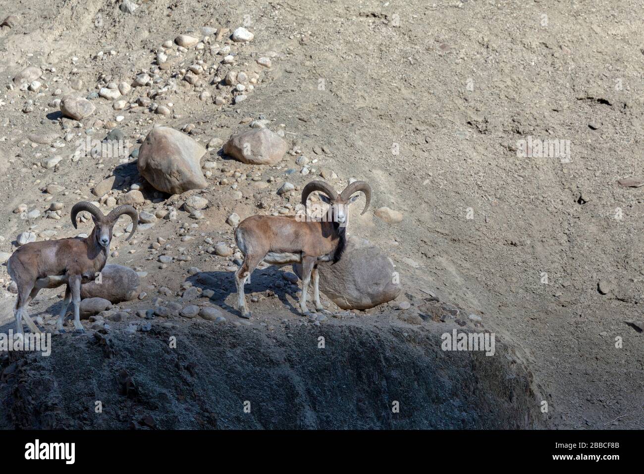 Ladakh Urial or Ovis vignei vignei in Ladakh Himalaya India during winter near Leh. Stock Photo