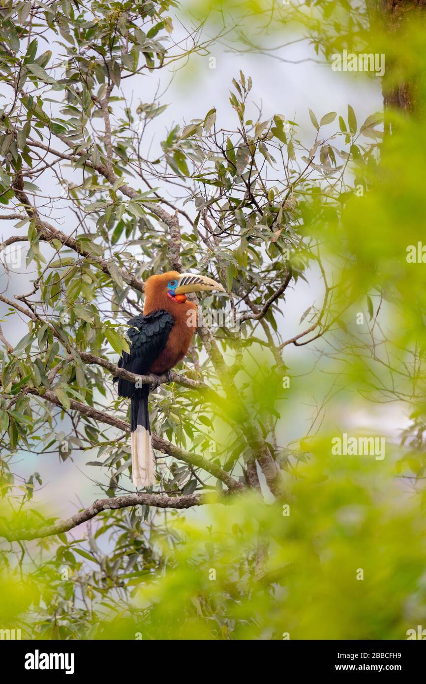 Rufous-necked Hornbill or Aceros nipalensis , a threatened species outskirts of Mahananda WLS Latpanchar West Bengal Himalayan range in India Stock Photo