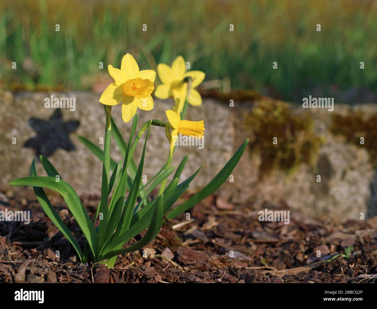 Yellow narcissus flower blossoming on a spring day in the garden. Single daffodils close up with copy space Stock Photo