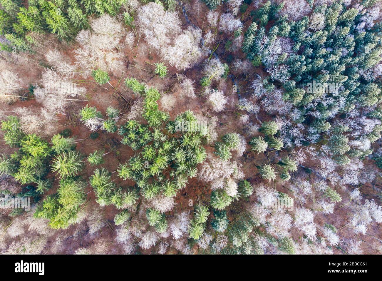 Mixed forest in winter with forest stream from above, near Icking, drone recording, Upper Bavaria, Bavaria, Germany Stock Photo