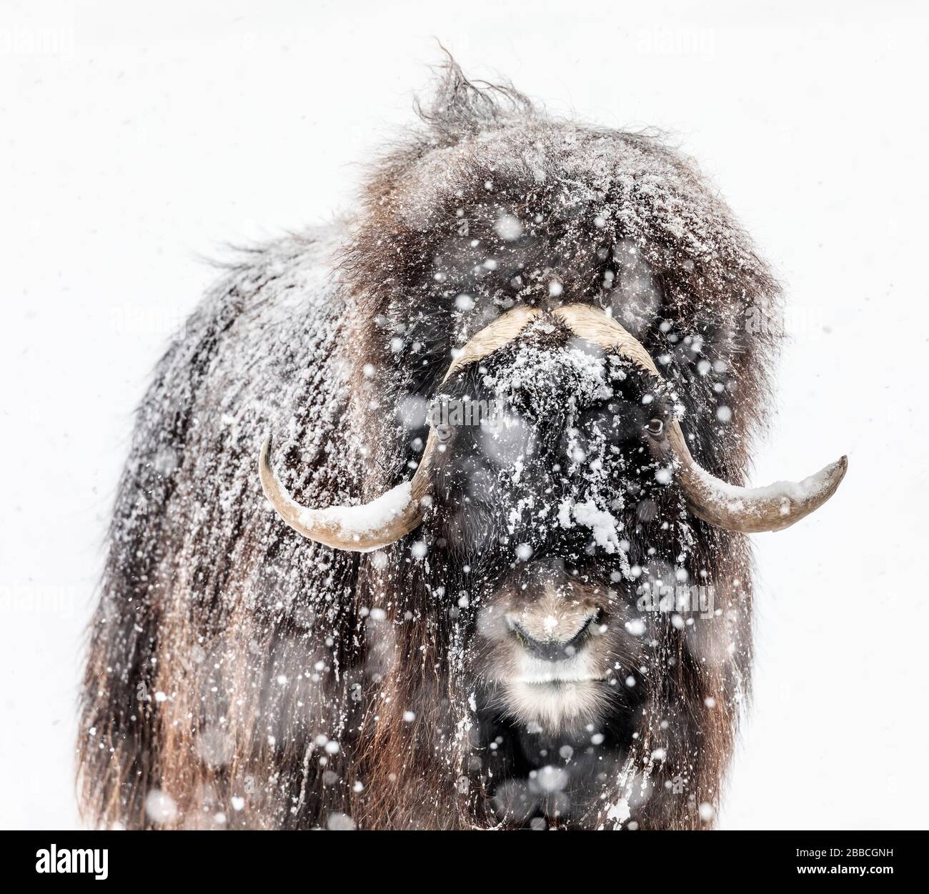 Muskox, Ovibos moschatus, in a winter snowstorm, Manitoba, Canada. Stock Photo