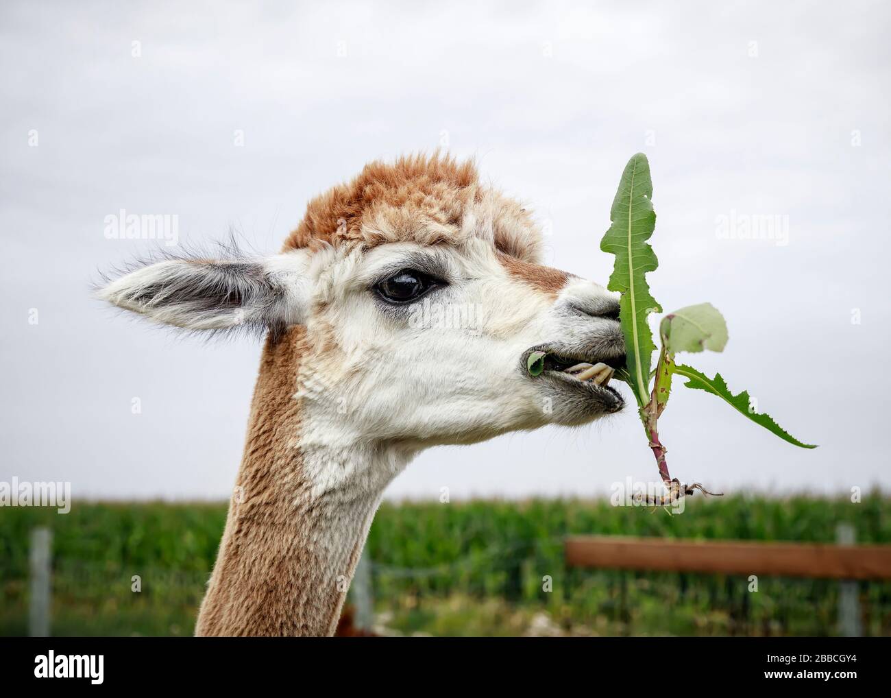 Ken gillespie hires stock photography and images Alamy