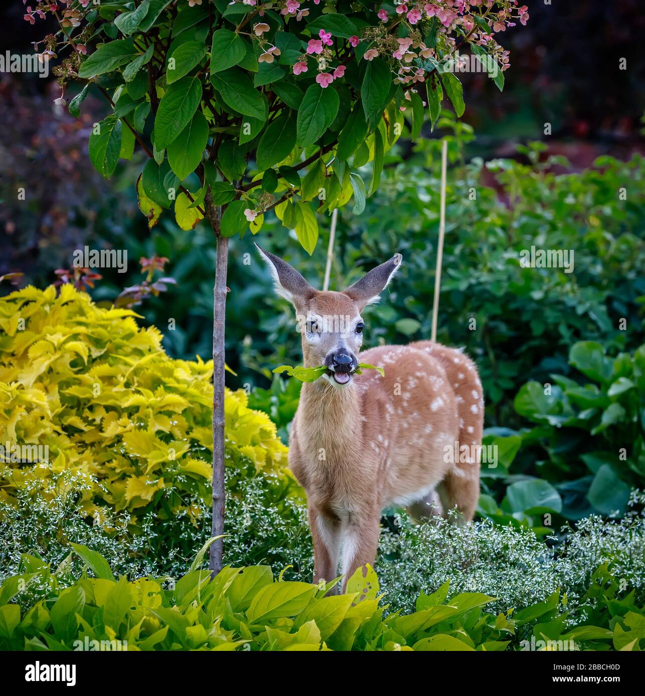 White-tailed deer fawn feeding on leaves at The English Garden, Assiniboine Park, Winnipeg, Manitoba, Canada Stock Photo