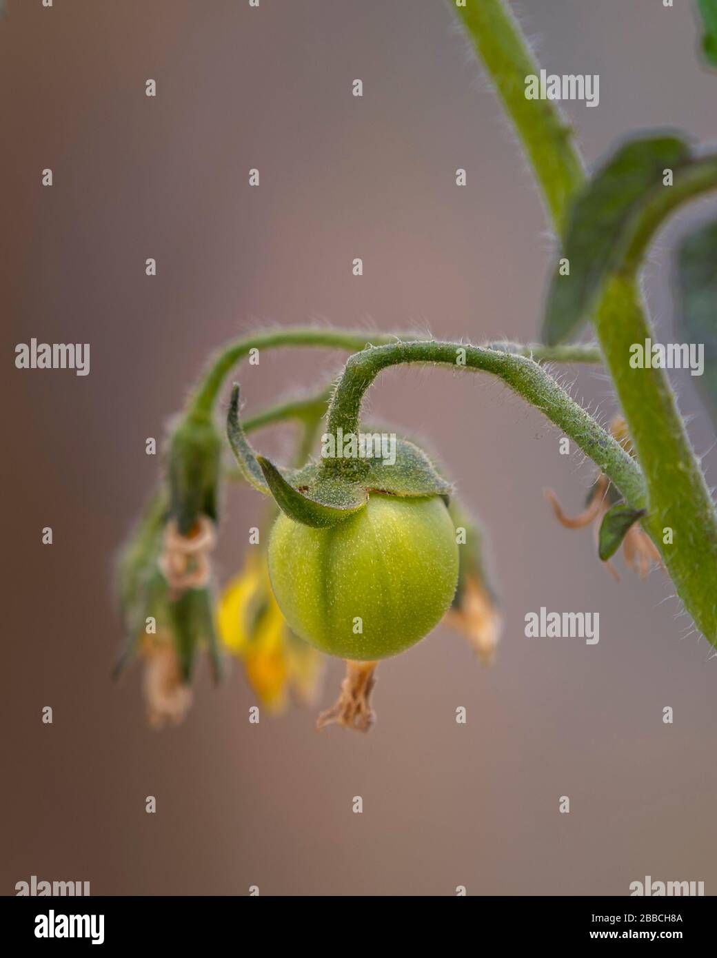 Rotten green tomato hires stock photography and images Alamy