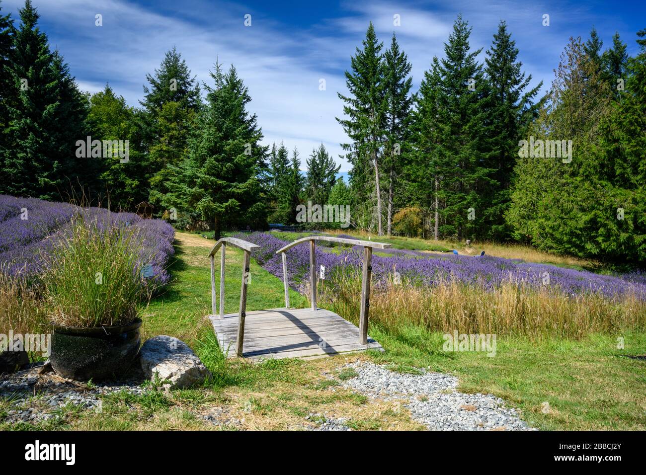 Sacred Mountain Lavender, Salt Spring Island, Gulf Islands, BC, Canada Stock Photo