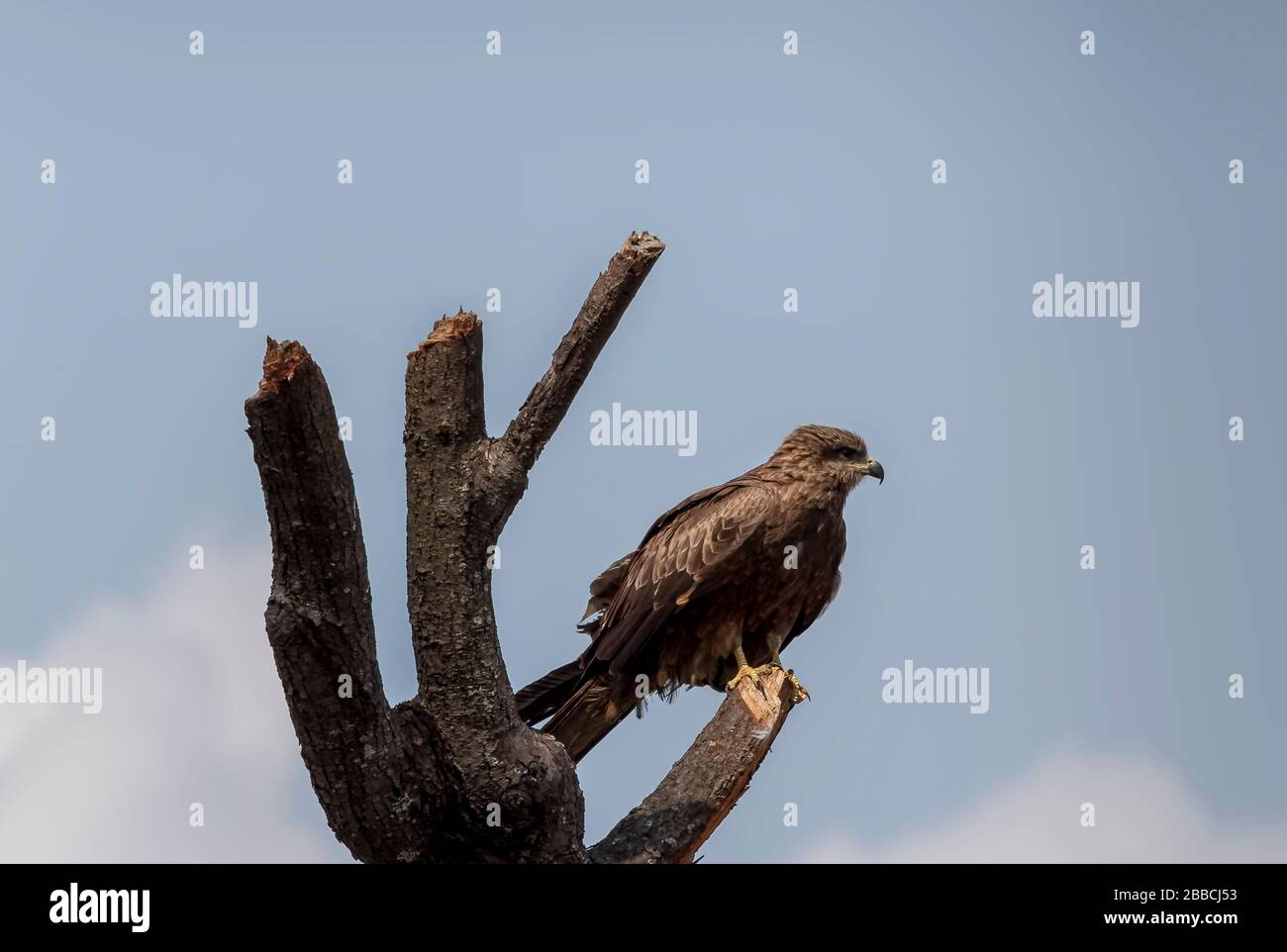 black kite eagle sitting on branch Stock Photo