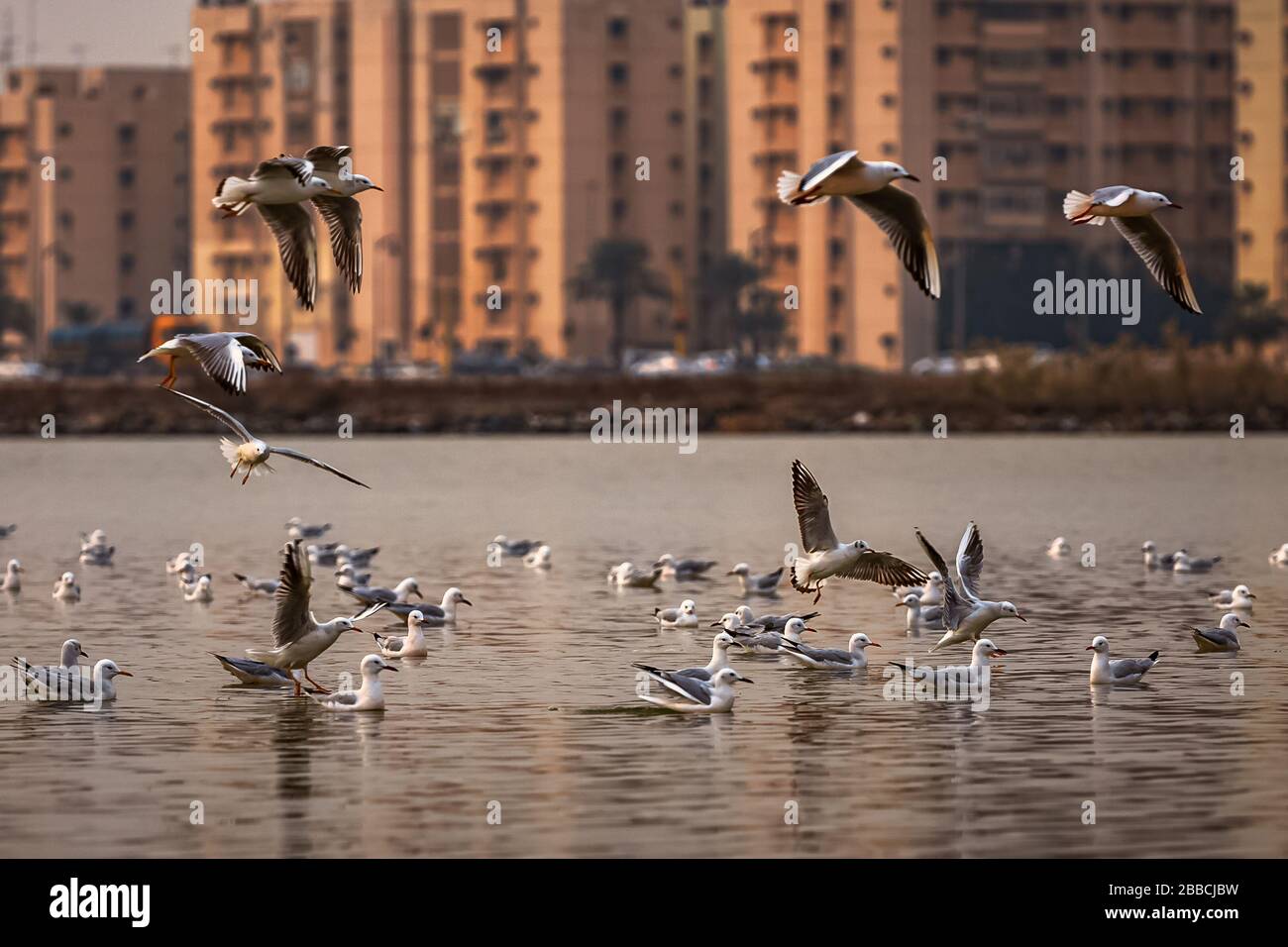 Group of SeaGul Birds on khobar corniche waterbody in spring season