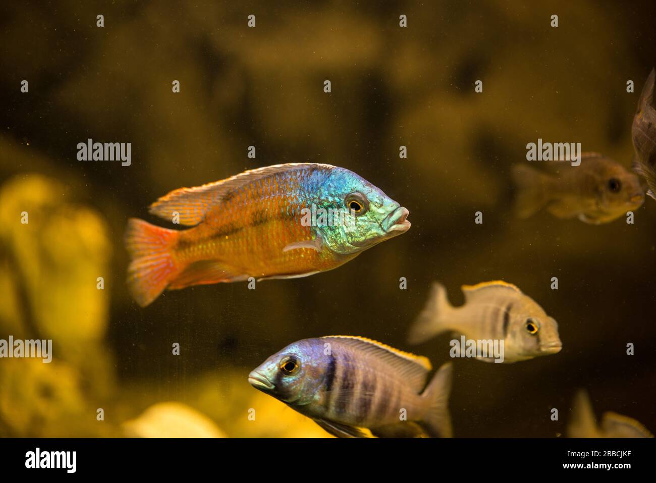 Beauty african cichlids swimming in aquarium Stock Photo