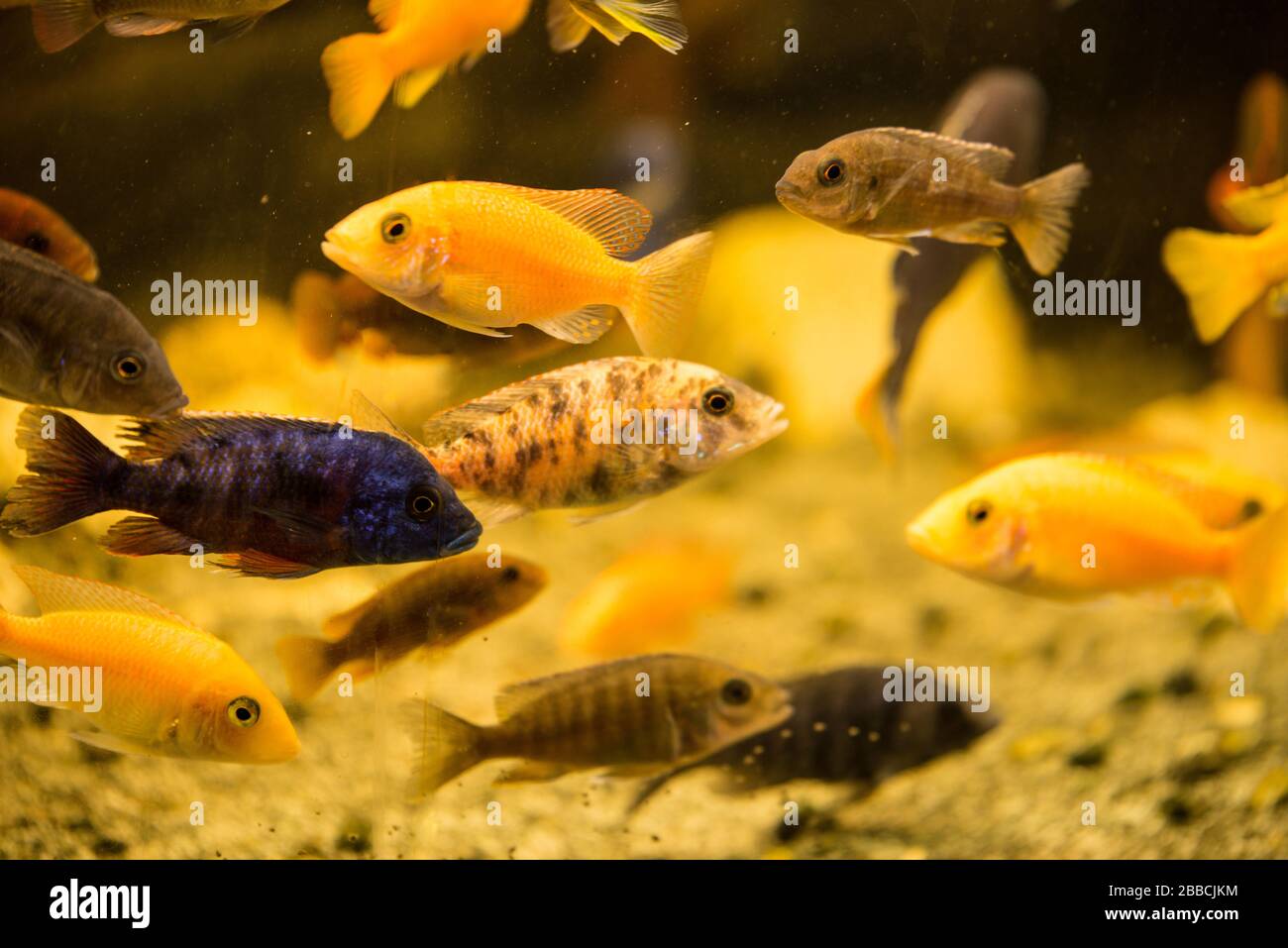 Colorful african cichlids in aquarium Stock Photo
