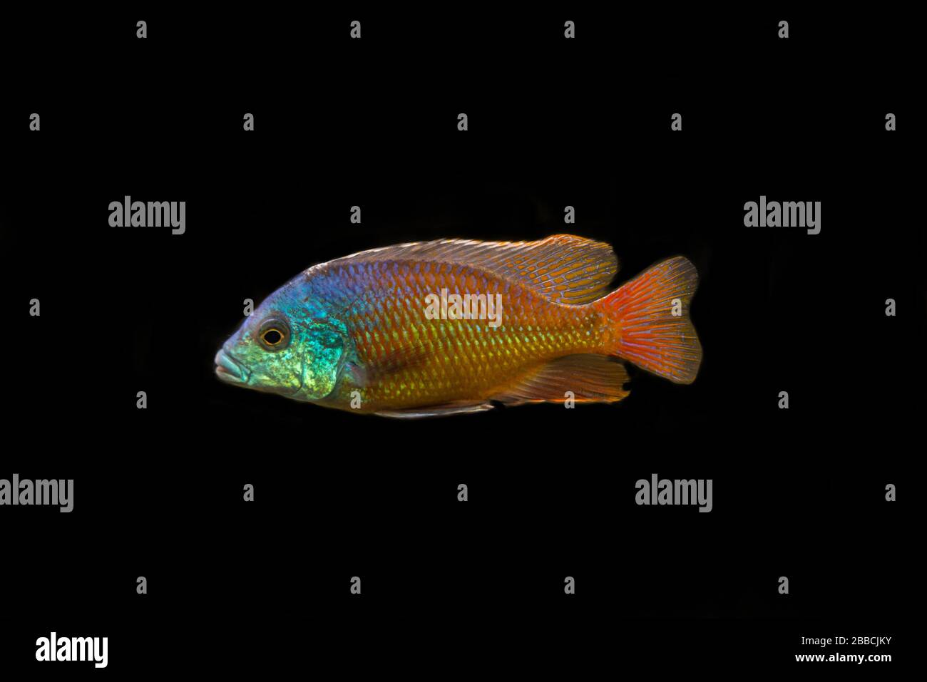 African male colorful cichlid isolate don  black background Stock Photo