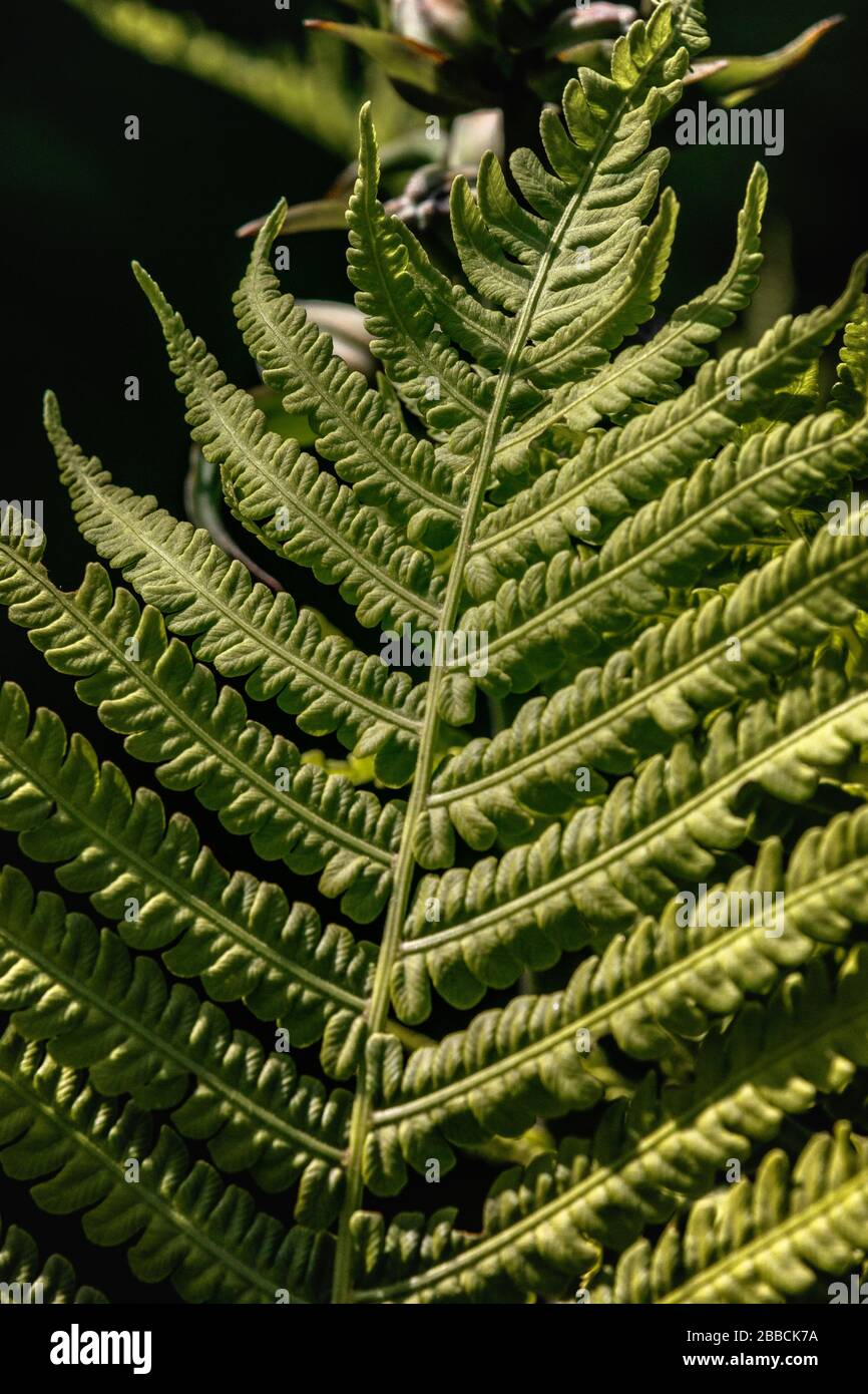 Fern leaf close up Stock Photo