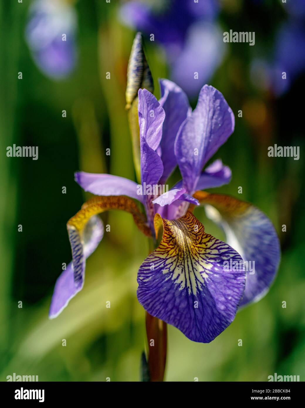 purple Iris flower head in sunshine Stock Photo