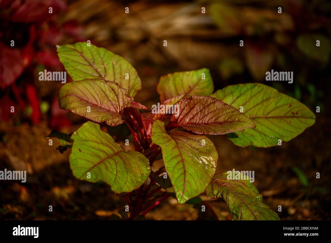 Red spinach, Amaranthus dubius, Stock Photo
