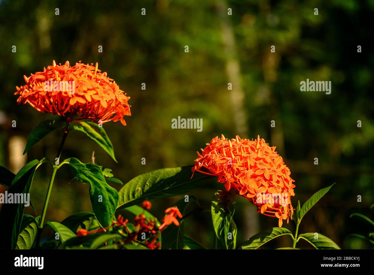 Red flower cluster of Ixora coccinea (Flame of the Woods - 'Dwarf Red') Stock Photo